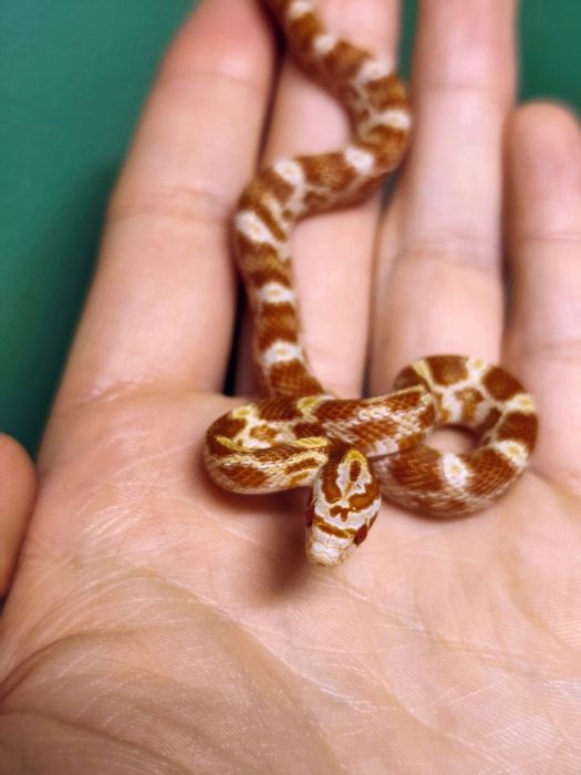 Wąż zbożowy amel RF (?) het anery scaleless ph motley/stripe samiczka