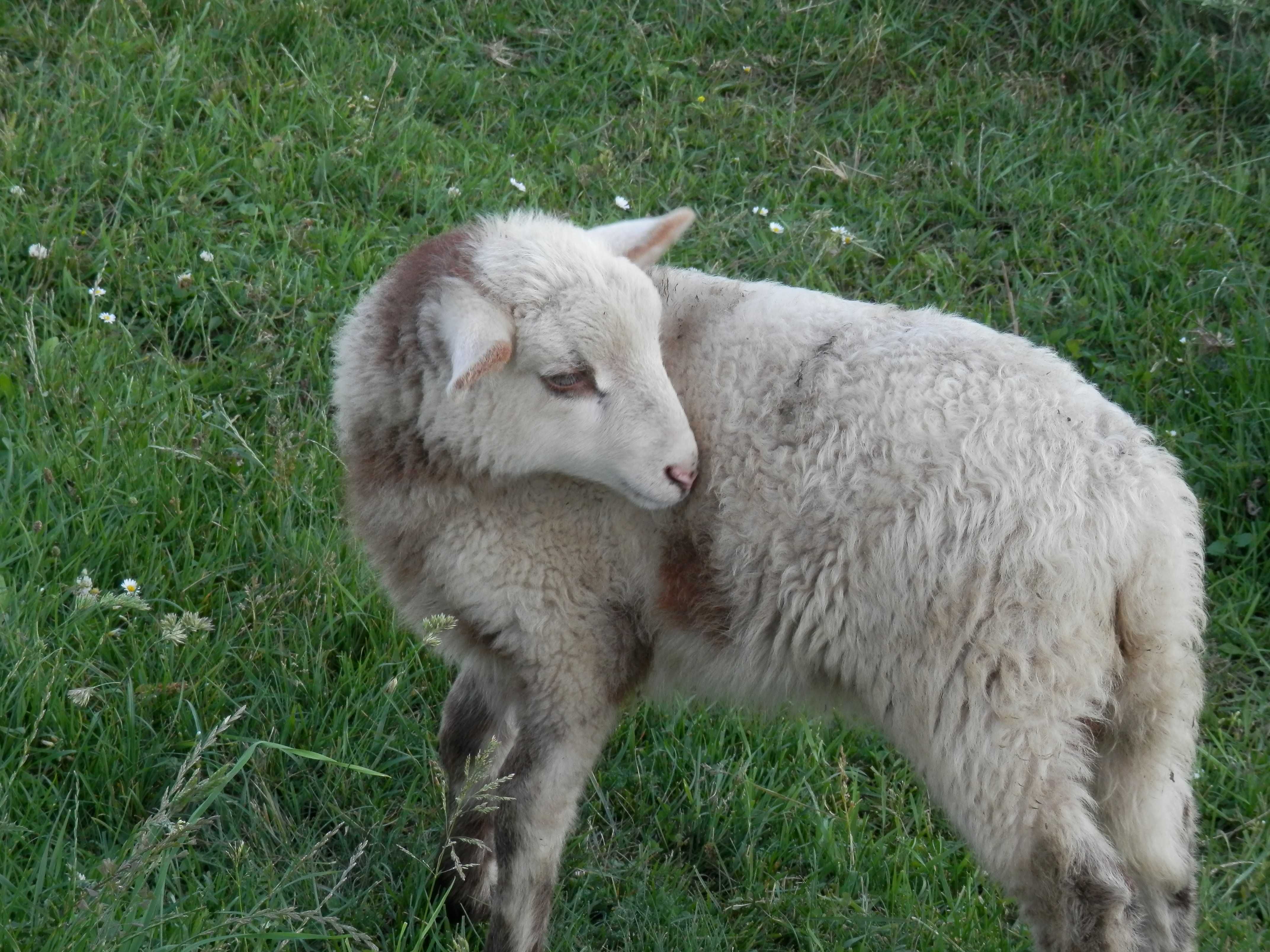 Продаю овець і барани живою вагою Вівцематки РАЗОМ! з ягнятами, вівці