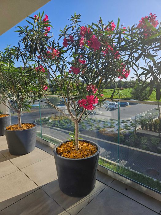 Oleander, Piękne i duże Oleandry z kwiatami, 2m wysokie 4 sztuki