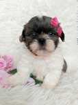 GOTOWA DO ODBIORU piękna suczka Shih-Tzu