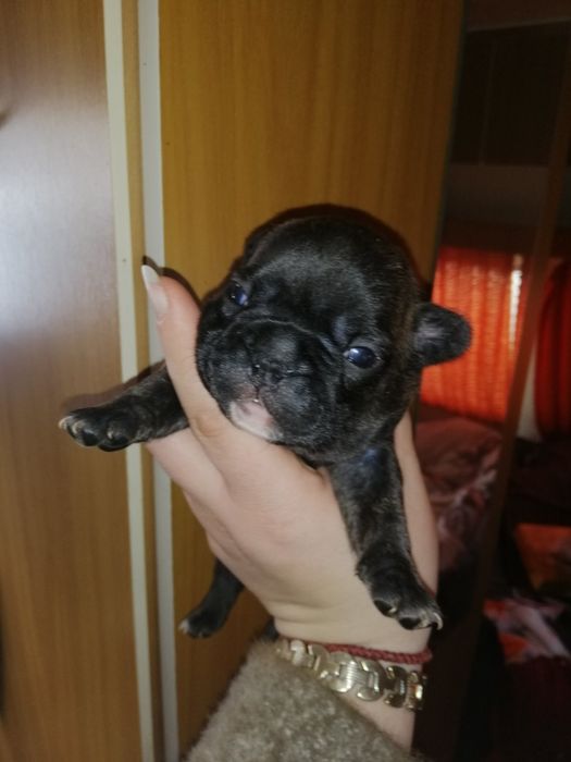 Французики хлопчики та дівчатка є доставка по всій Україні