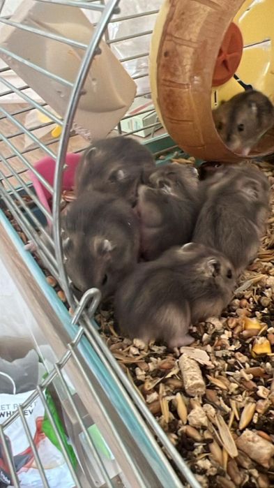 Джунгарікі. Джунгарики