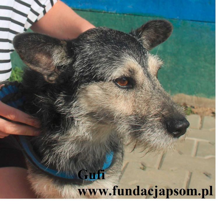 Gufi, cudowny sierściuch