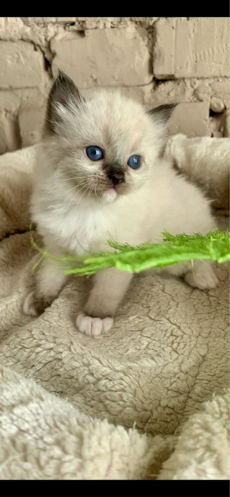 Ragdoll kotka Seal Mitted do rezerwacji