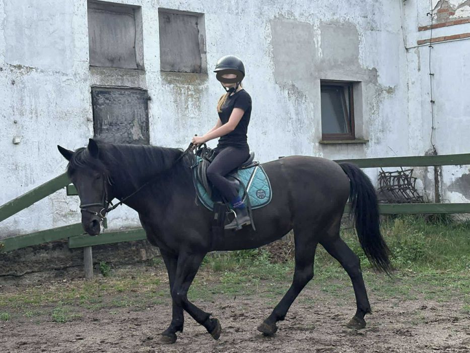 Klacz 6 lat dla amatora