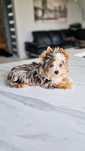 **EGZOTYCZNY** Chłopczyk Blueberry Diamond Yorkshire Terrier