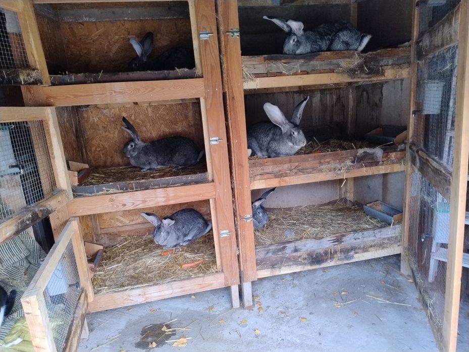 Olbrzym Belgijski Szynszylowy