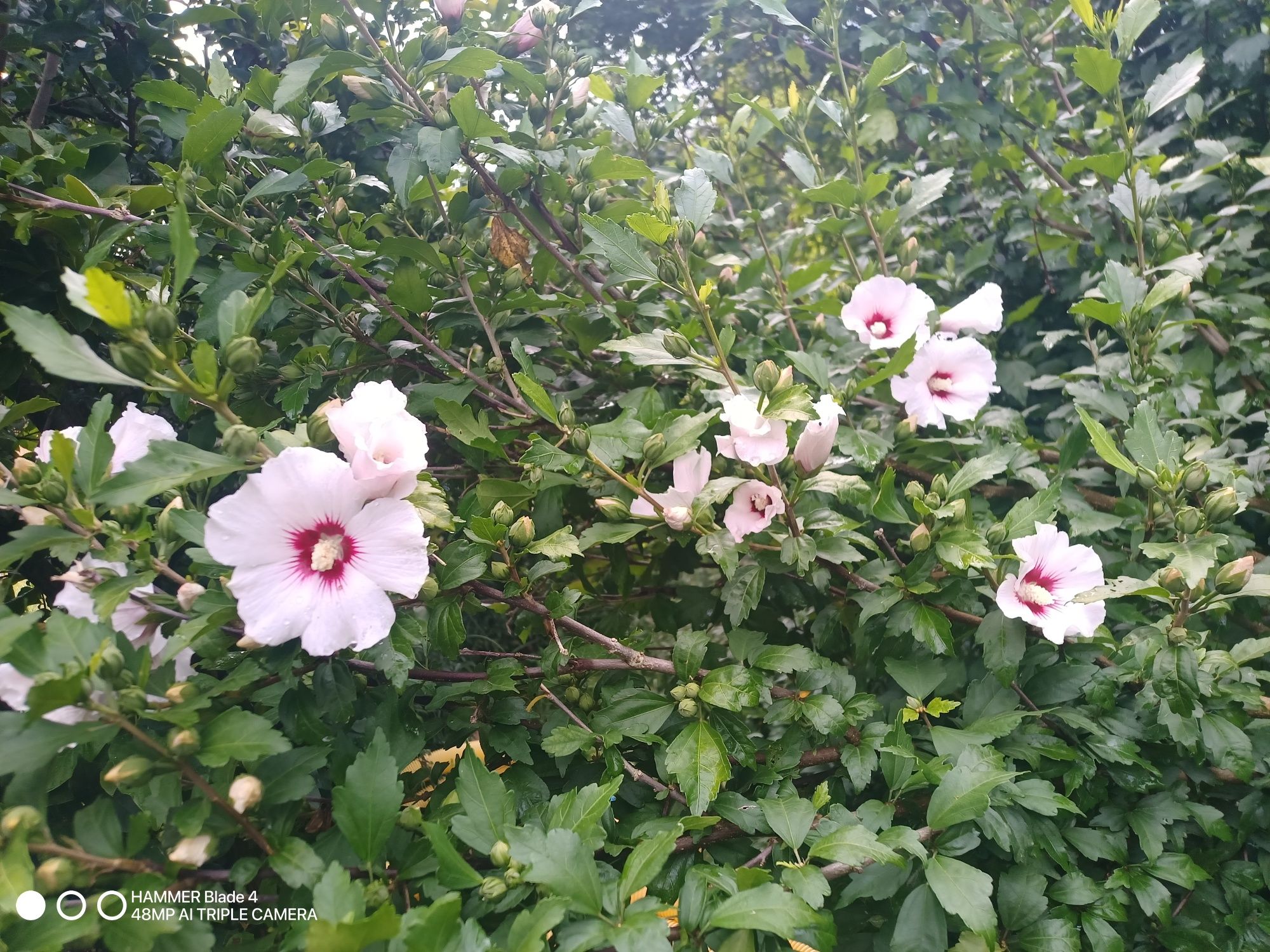 Hibiskus sadzonki