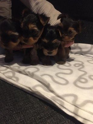 Yorkshire terrier  York gotowy do odbioru 8tyg