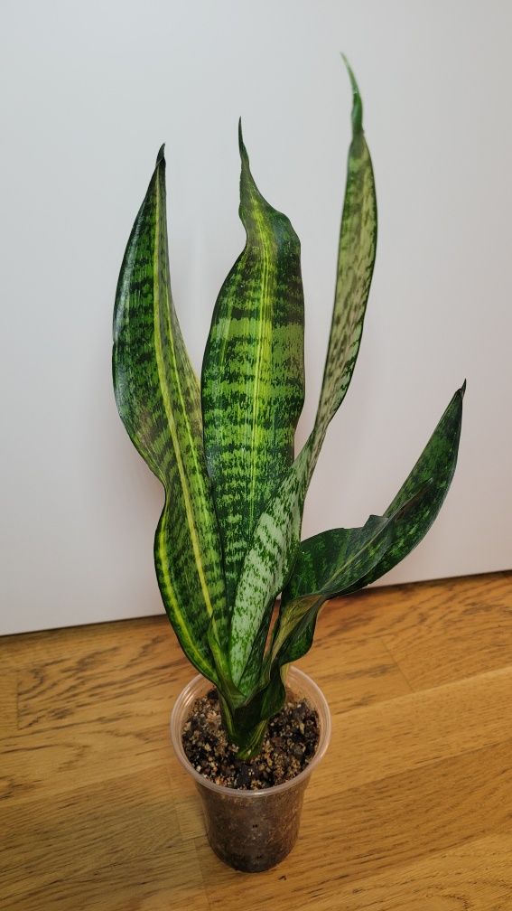 Sansevieria Futura varie