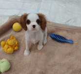 Cavalier King Charles Spaniel