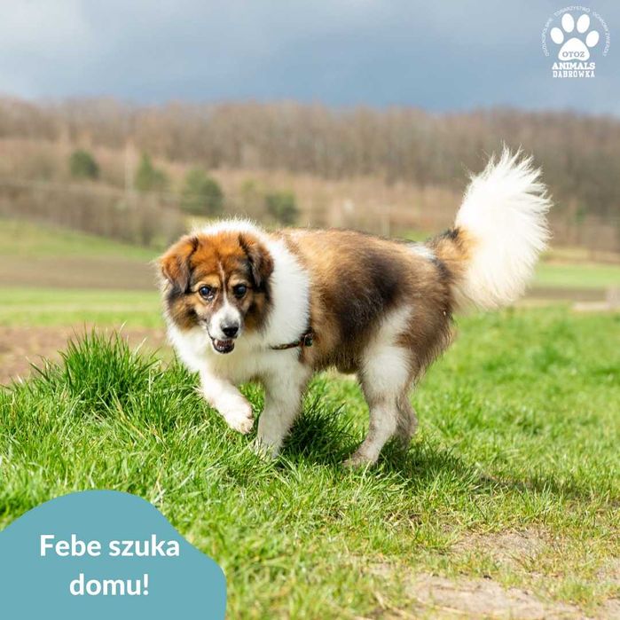 Febe szuka domu!