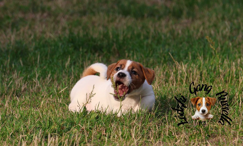 PIESEK Jack Russell Terrier ZKwP FCI  /badania genet/