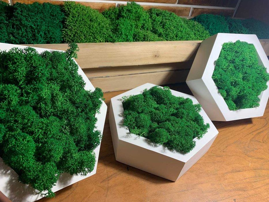 Мох у сотах, соти з мохом,декор з моху, стабілізований мох