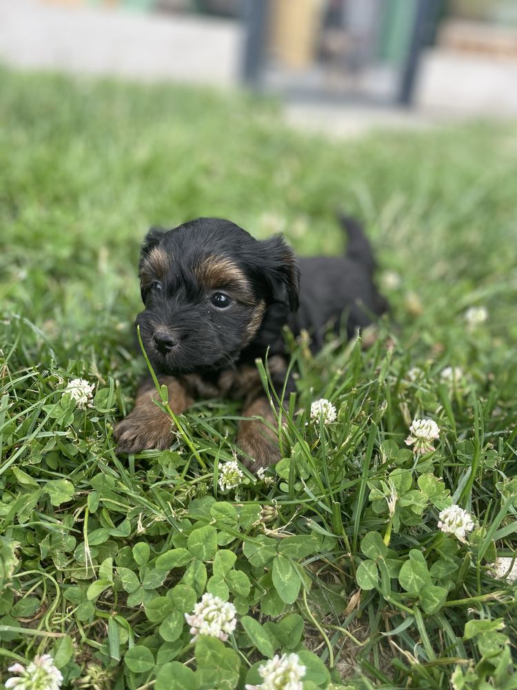 Mini suczka yorkpoo gotowa do odbioru