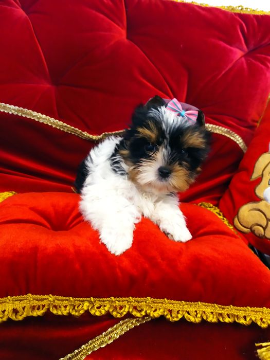 Śliczna suczka z metryką ZKwP Biewer Yorkshire terrier.