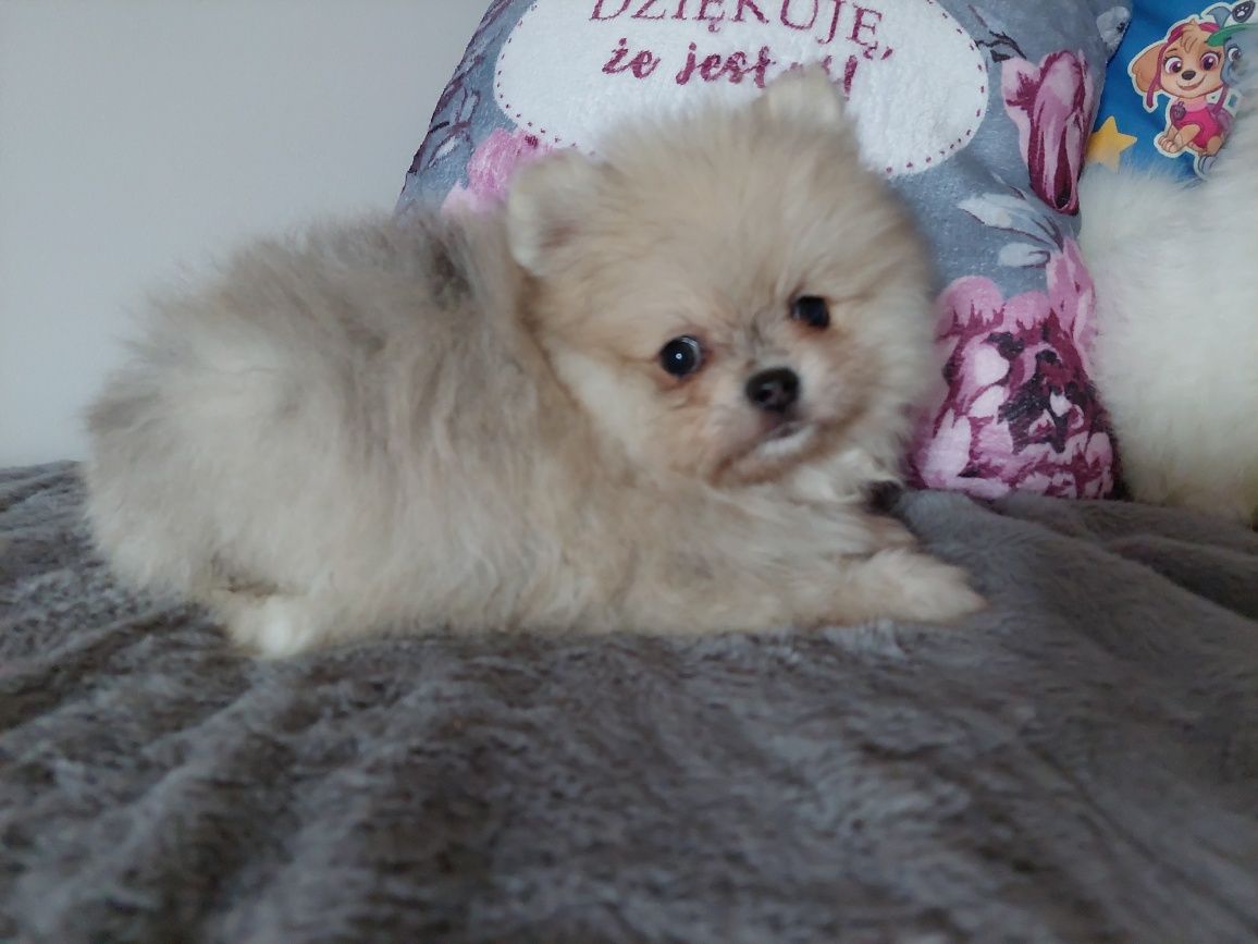 Szpic miniaturowy pomeranian suczka