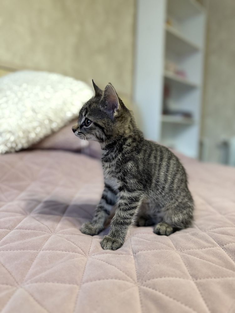 Віддамо котика у добрі руки
