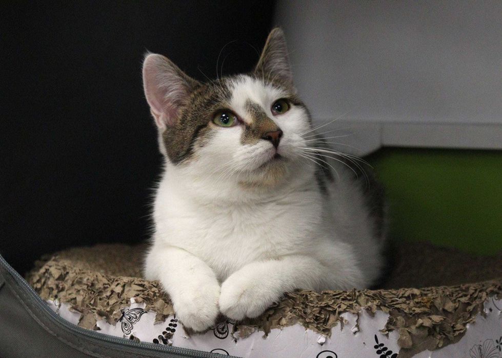 PORTO i LIZBONA - fantastyczny koci duet