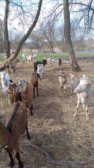 Кози Сімейна ферма.Розведення,утримання,продажа.