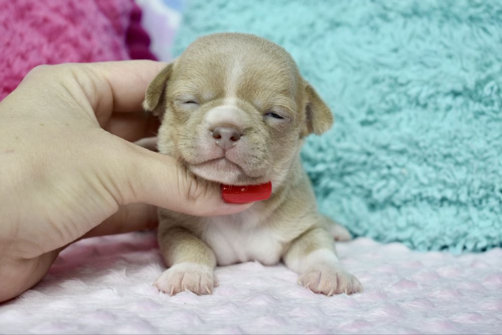 Chihuahua piekny chłopiec isabel