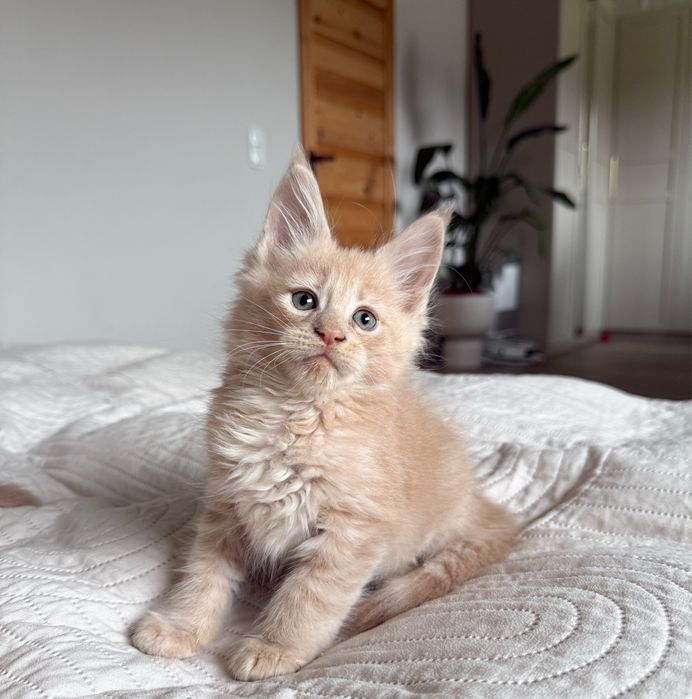 Kremowy kocurek Maine Coon