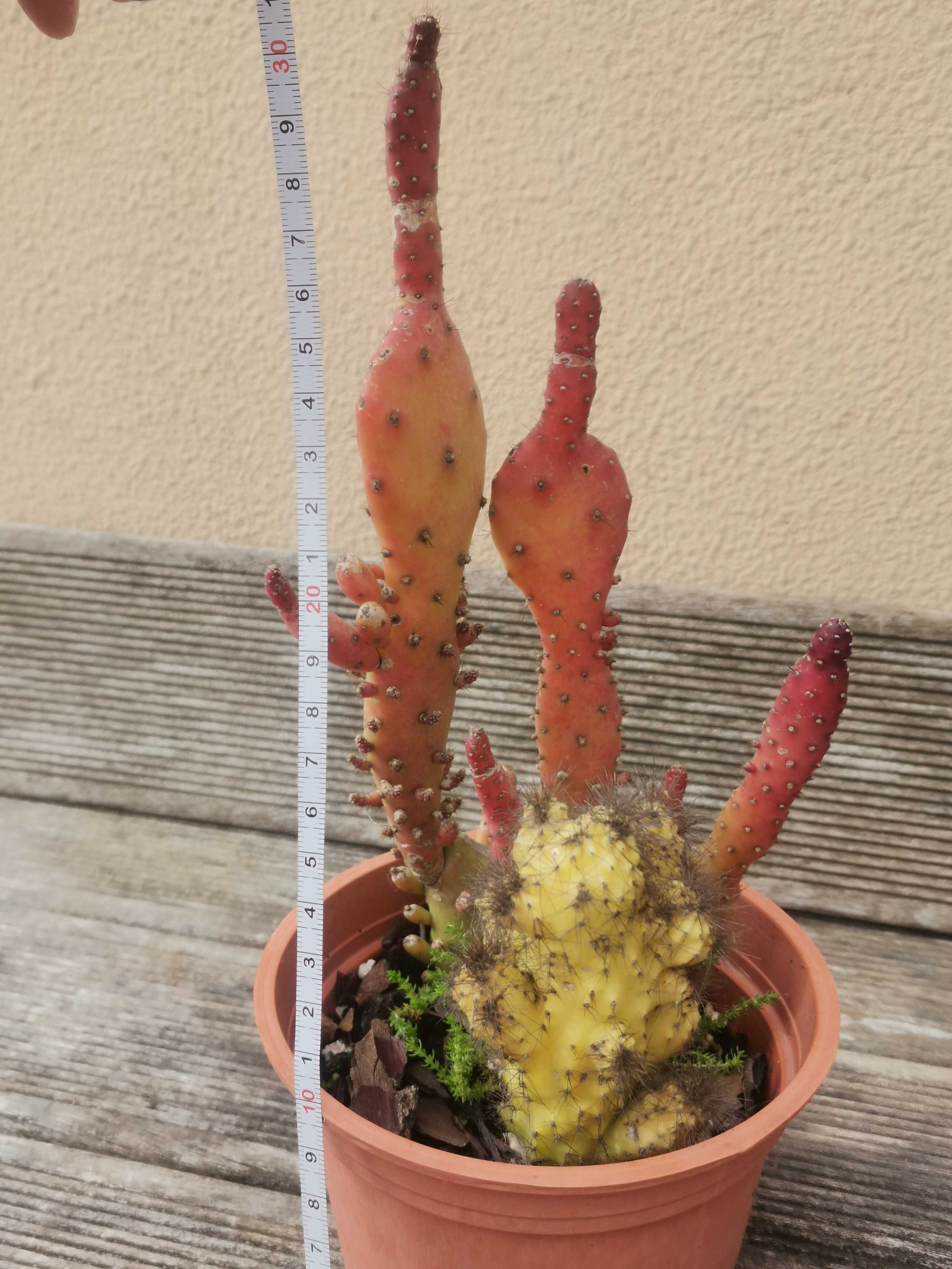 Vaso com 2 cactos