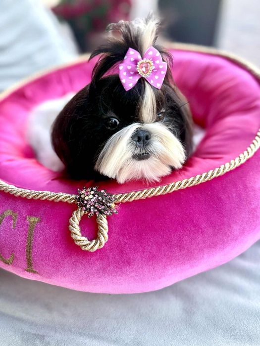 Shih Tzu ZKwP FCI z kompletem badań dodatkowych! Czarne!
