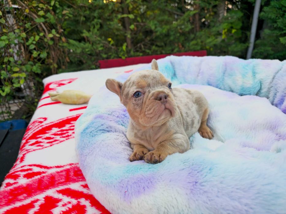 Buldogue Francês isabella merle top