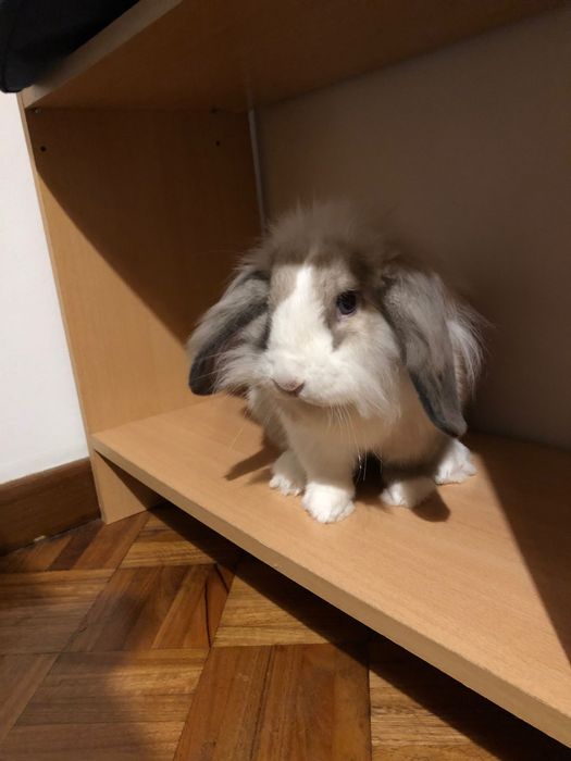 Novo lar para coelha