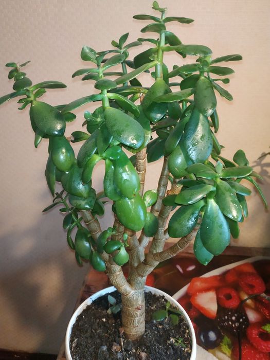 комнат. растен. "Денежное дерево" разных размеров, с горшком -4 года