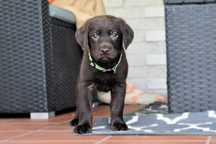 Rasowy Szczeniak Labrador Retriever Czekoladowy Brązowy Rodowód