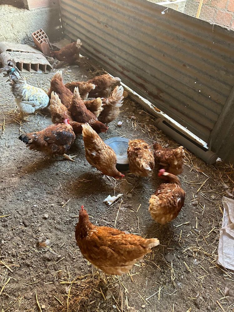 Patos galinhas e codorniz