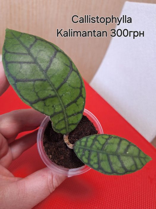 Хойя Callistophylla Kalimantan