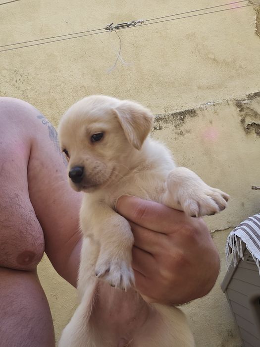 dou cães, pai labrador mãe pastor