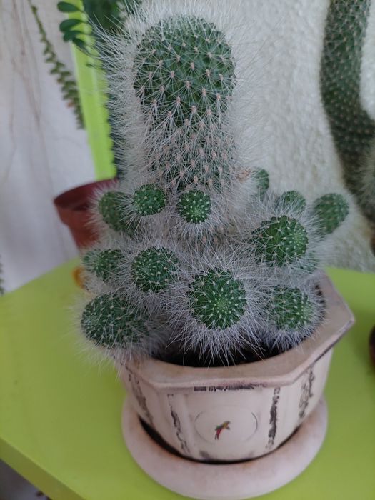 Кактусики пушистики
