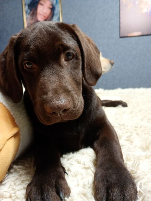 Шоколадний хлопчик