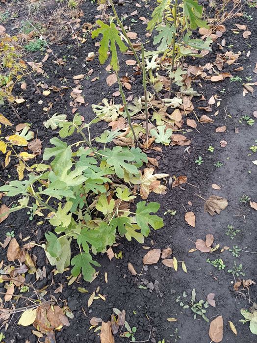 Саджанці гранат інжир виноград фундук глід смородина малина жасмин