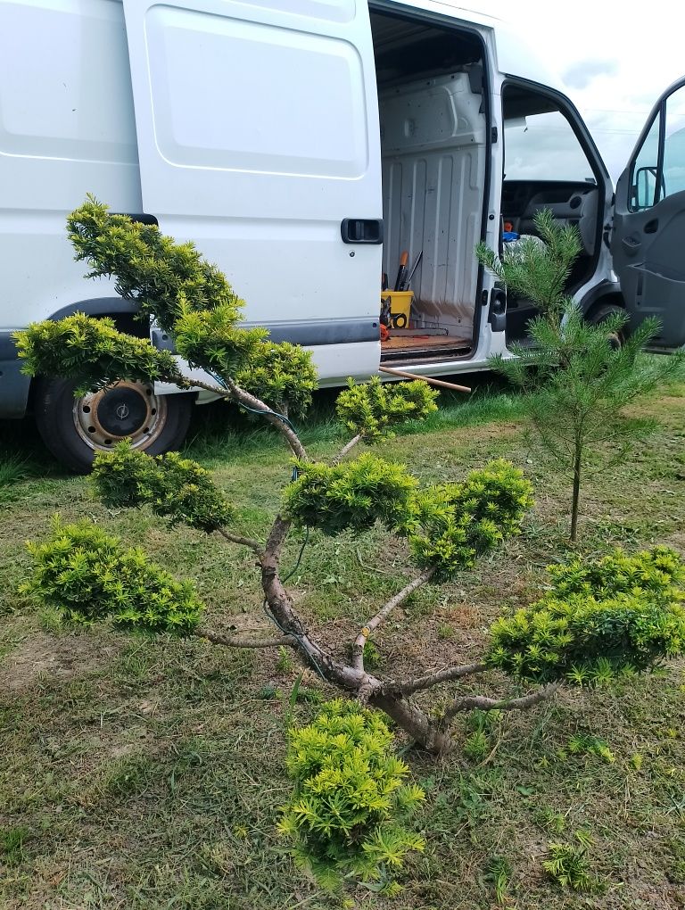 Sprzedam Bonsai ogrodowe