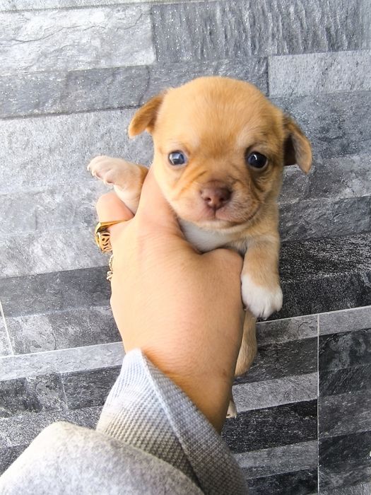 Chihuahua Mini Menino de olhos azuis.