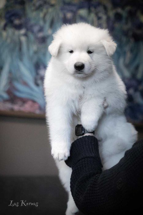 Biały Owczarek Szwajcarski