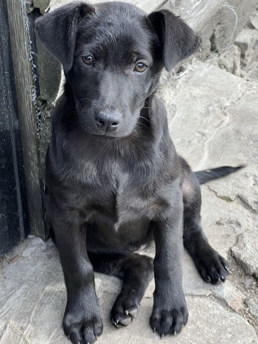 Віддам у добрі руки