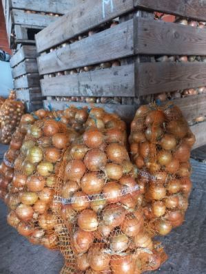 Cebula ziemniaki jadalne i odpadowe