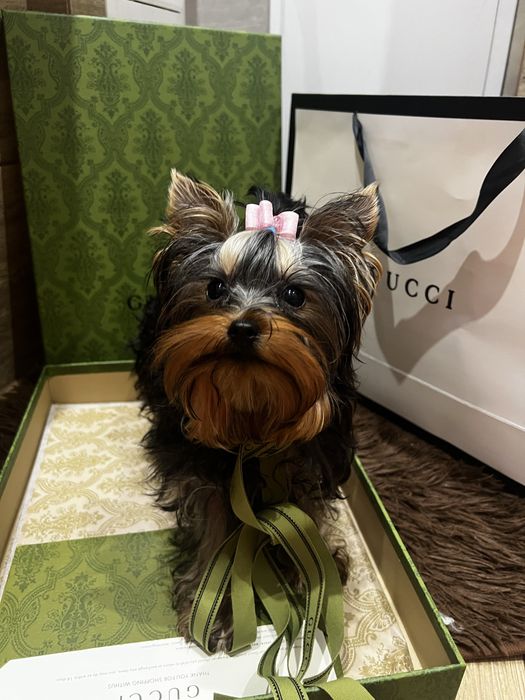 Девочка супер-мини КСУ FCI