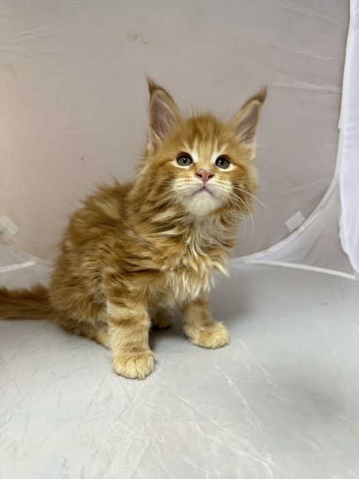 Мейн Кун воротниковый