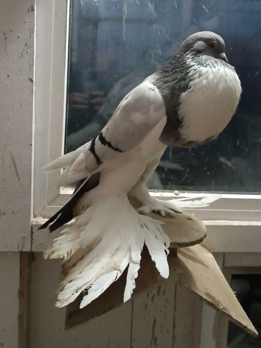 Sprzedam garłacze pomorskie