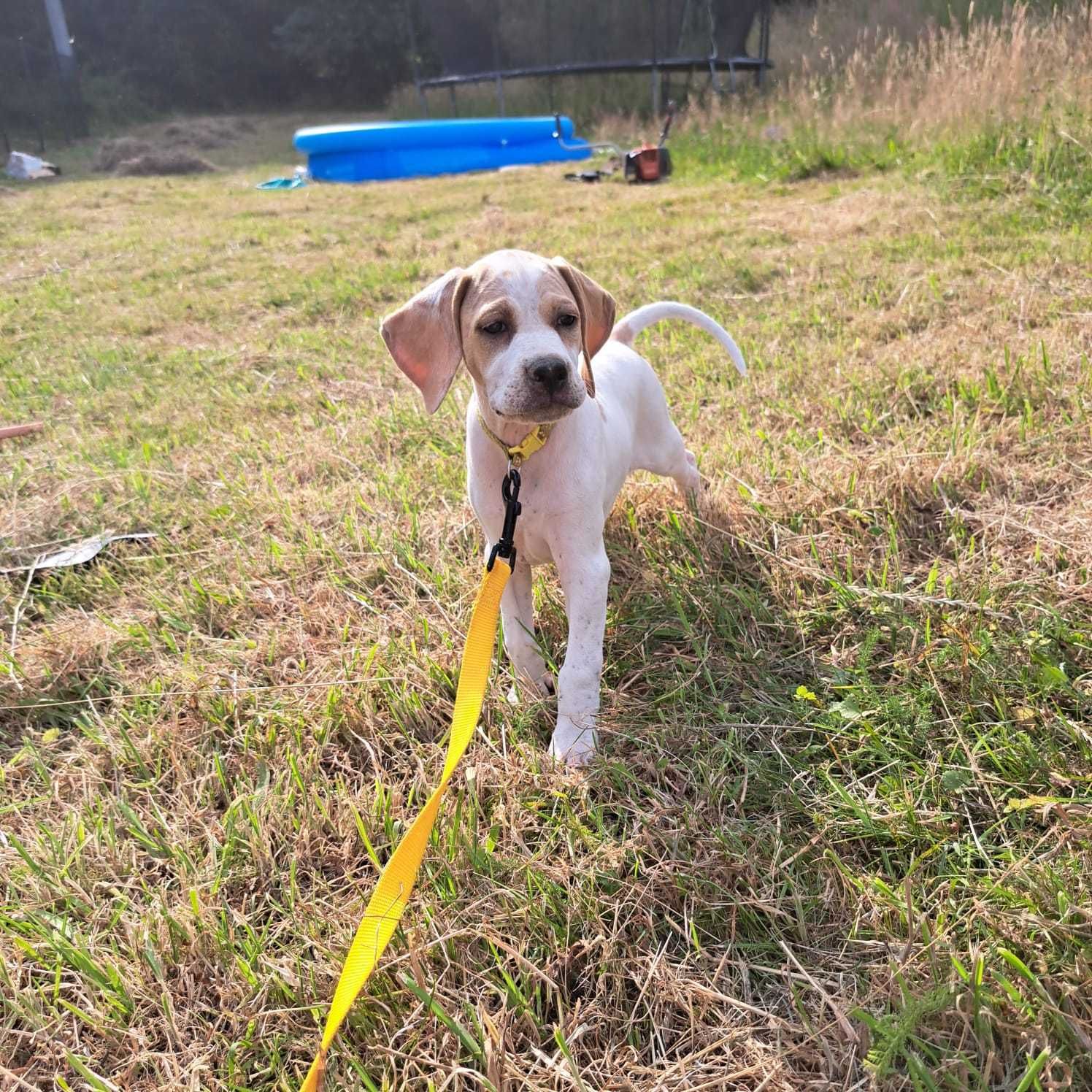 Bella- suczka rasy pointer, wyżeł angielski