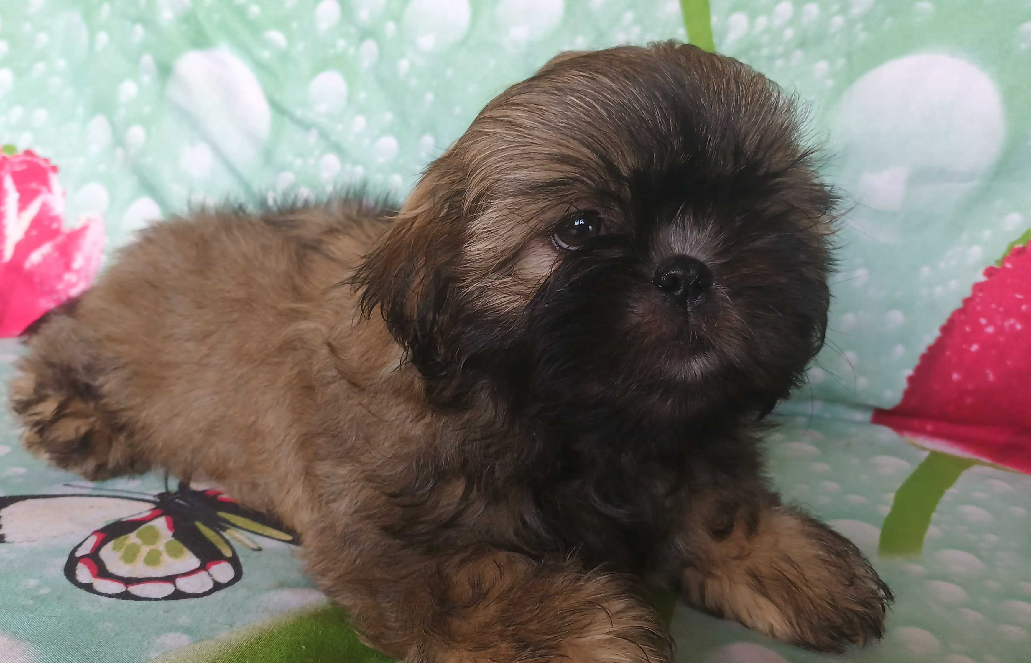 Shih Tzu puchaty piesek gotowy do odbioru