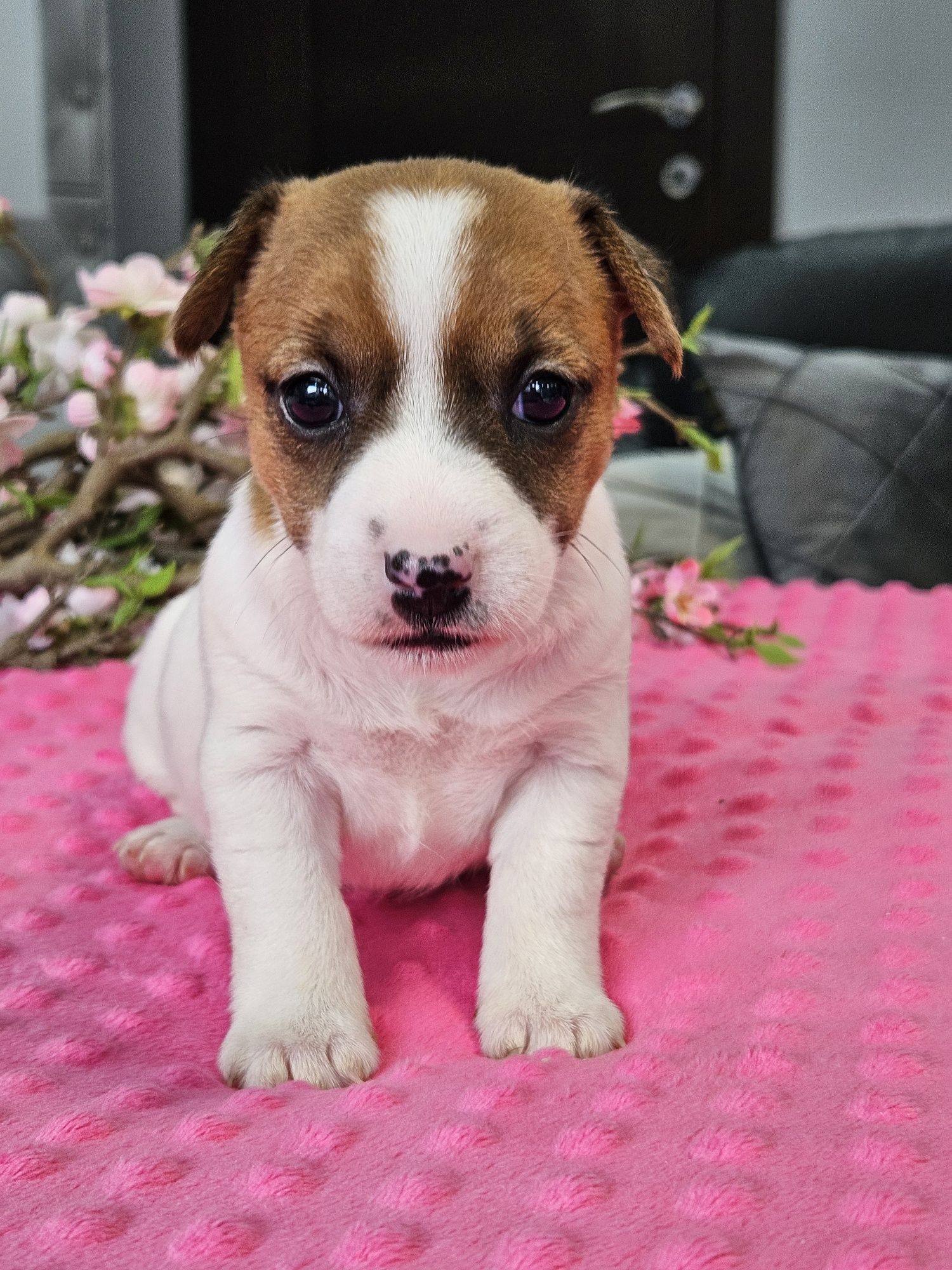 Jack Russell Terrier.Suczka