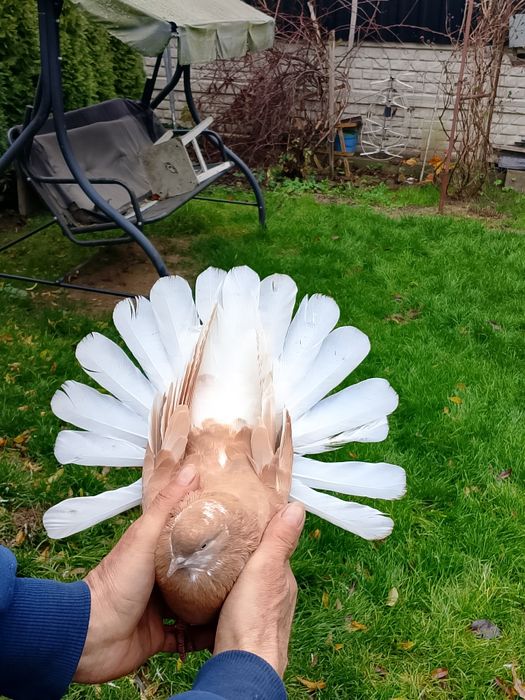 Orliki żółte czarne i ryzaki